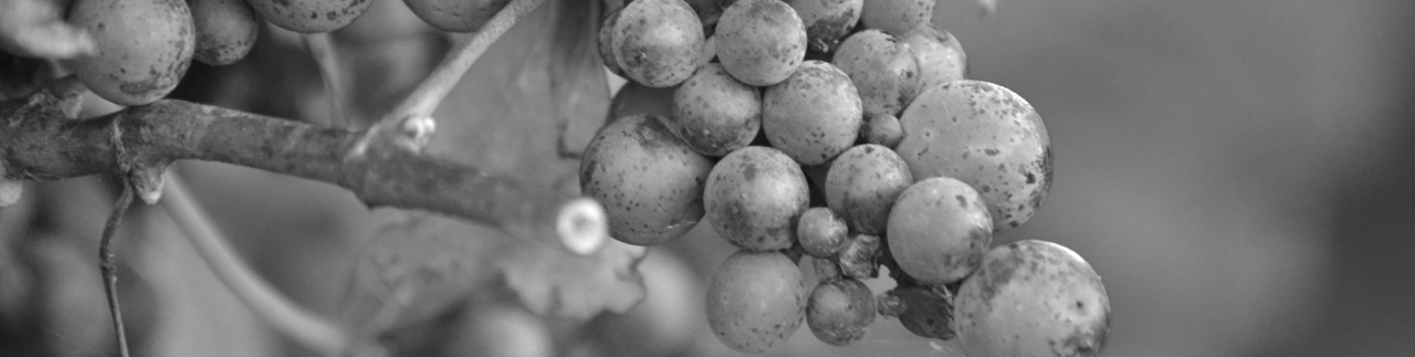 Cabernet franc